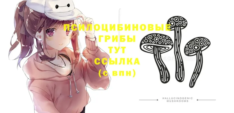 Галлюциногенные грибы Psilocybine cubensis  где продают наркотики  Звенигород 